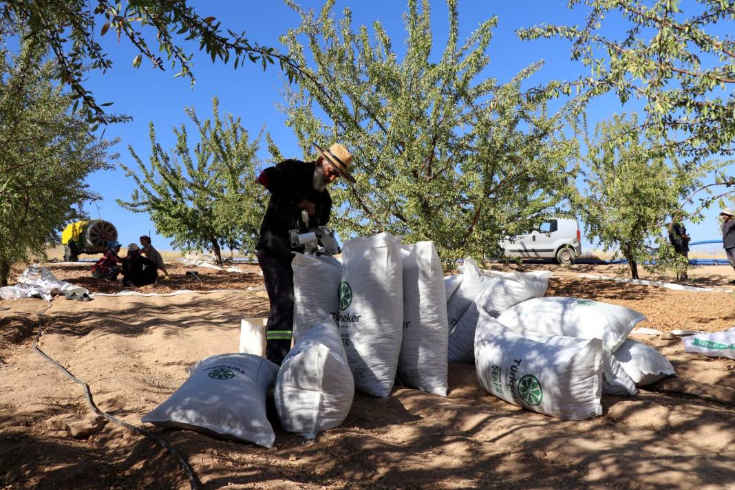 Elazığ'da hasadı başladı. 400 ton rekolte bekleniyor 5